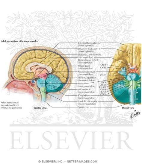 Derivatives Of The Forebrain Midbrain And Hindbrain