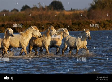 Camargue Horses Running Through Marshy Wetland Of The Camargue