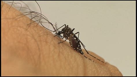 Doen As Causadas Pelo Mosquito Da Dengue E Covid Como Sa De