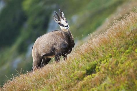 Adaptations of Plants & Animals to Mountains | Sciencing