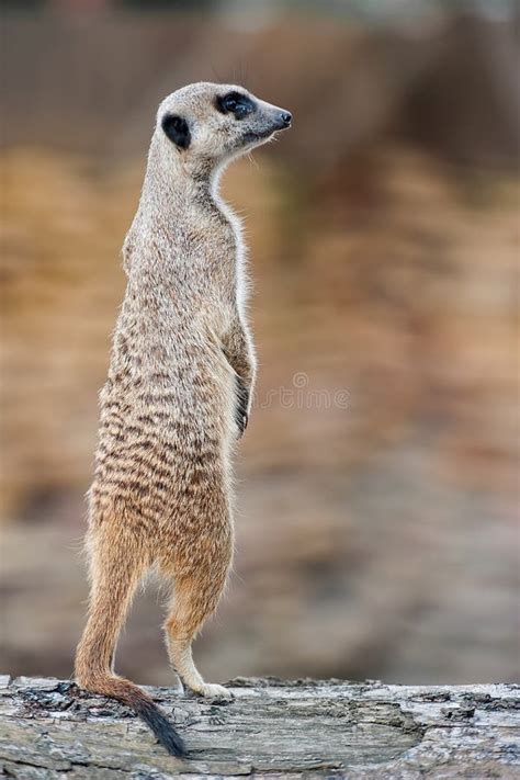 Meerkat Suricata Suricatta Stock Photo Image Of Kalahari Alert