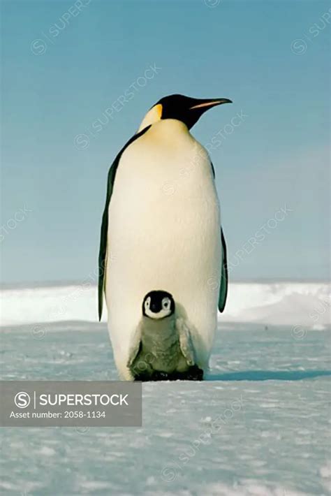 Emperor Penguins Antarctica - SuperStock