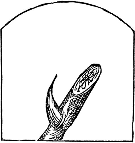 Thorn Cliparts Download Free High Quality Thorn Themed Cliparts