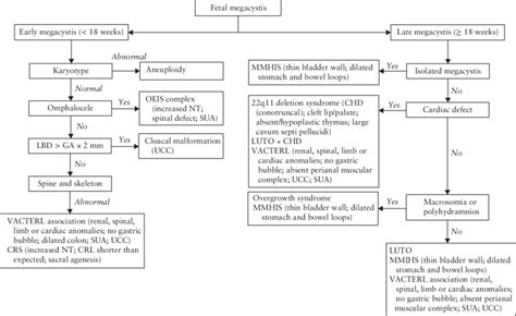 Practical Guide For Differential Diagnosis Of Fetal Megacystis Chd