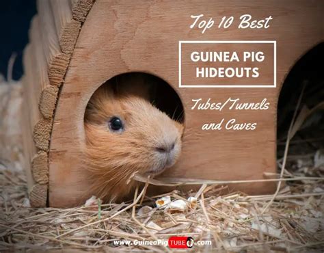 Top 10 Best Guinea Pig Hideouts (Tubes/Tunnels and Caves) - Guinea Pig Tube