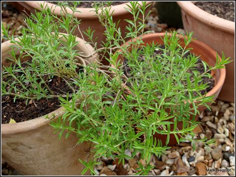 Marks Veg Plot Culinary Herbs