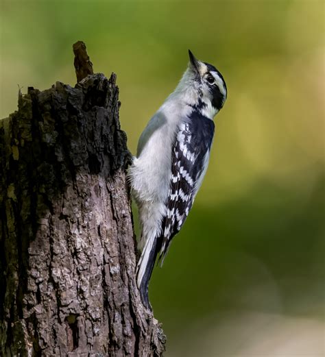 Downy Woodpecker Owen Deutsch Photography