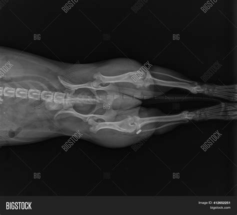 Dog X Ray Showing Image & Photo (Free Trial) | Bigstock