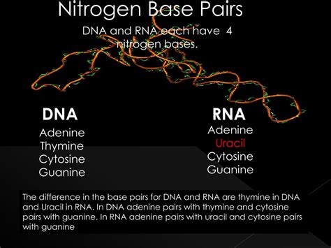 Ppt Dna And Rna Powerpoint Presentation Free Download Id6113586