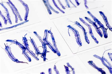 生物组织素材 生物组织图片 生物组织素材图片下载 觅知网