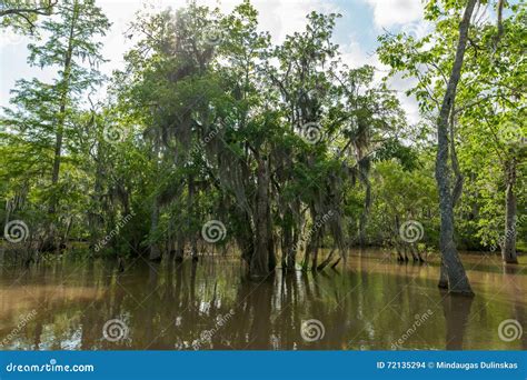 Honey Island Swamp Tour With Jungle Forest And Tree In New Orleans