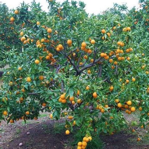 Blood Orange Tree | Arboles frutales, Arboles, Frutales