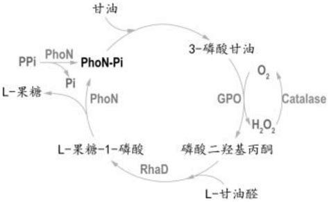 一种利用全细胞转化合成l 果糖的方法与流程