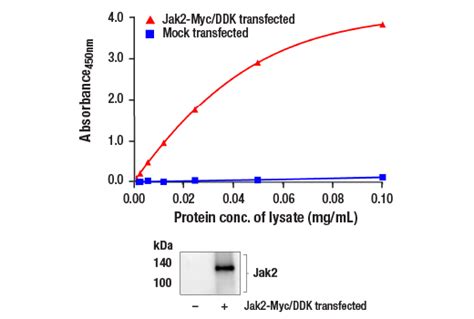 Fastscan™ Total Jak2 Elisa Kit Cell Signaling Technology