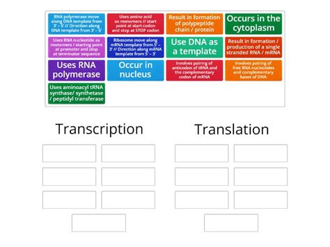 Explain The Differences Between Transcription And Translation Ordenar