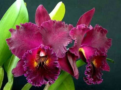 Blc Chia Lin New City Orchidea Bellissimi Fiori Fiori