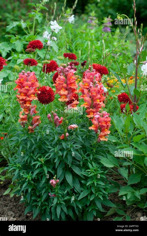 Snapdragon Antirrhinum Majus And Carnation Dianthus Caryophyllus