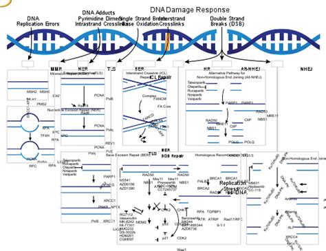 Nucleotide Excision Repair Of Dna Damage