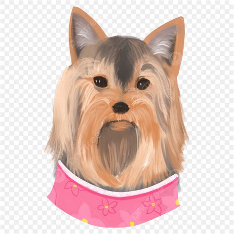 Yorkshire Terrier Cartoon PNG Vector PSD And Clipart With