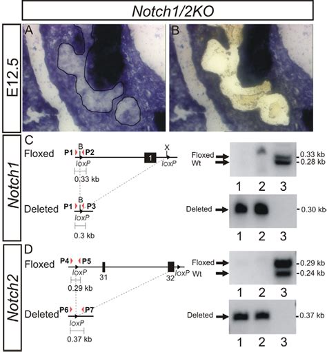 Figure 3 From Conditional Ablation Of Notch Signaling In Pancreatic