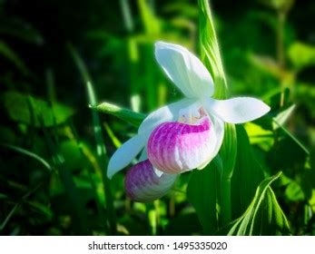 Showy Ladyslipper Images Stock Photos Vectors Shutterstock