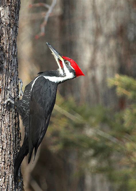 King Of The Woodpeckers Photograph By Jim Sinclair Fine Art America