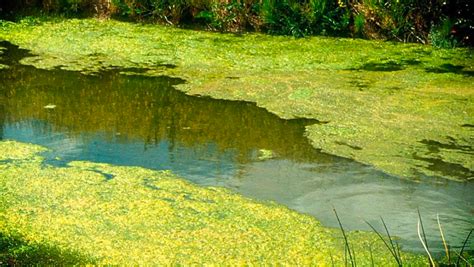 Algae Overgrowth