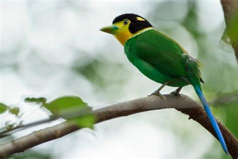 Colorful Tropical Birds: 30 Species List, Pictures & Facts