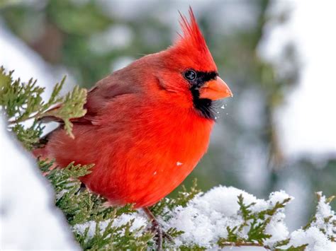 Cardinal Bird In Winter