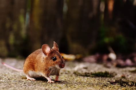 How Do Mice Get In Your House Facility Pest Control