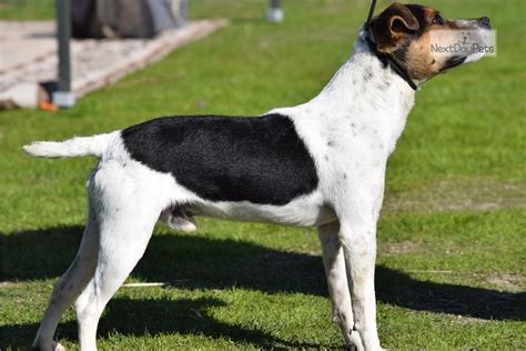 Smooth Coat Jack Russell Terrier Puppy For Sale Near Inland Empire