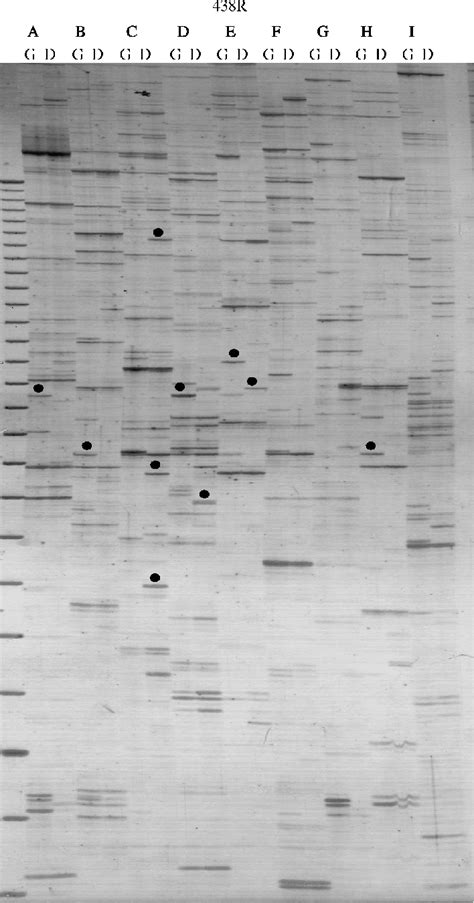 Sequence Specific Amplification Polymorphism Performed On Accessions