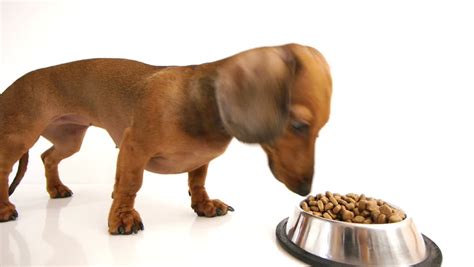 Hd - Dog Eat Dry Stock Footage Video (100% Royalty-free) 3161224 | Shutterstock