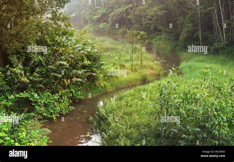 African Jungle Hi Res Stock Photography And Images Alamy