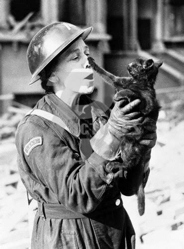 World War Ii In Pictures Cats In World War Ii