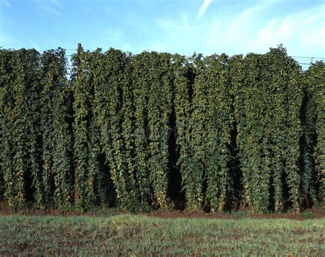 Um campo de lúpulo imagem de stock Imagem de sazonal 1962455