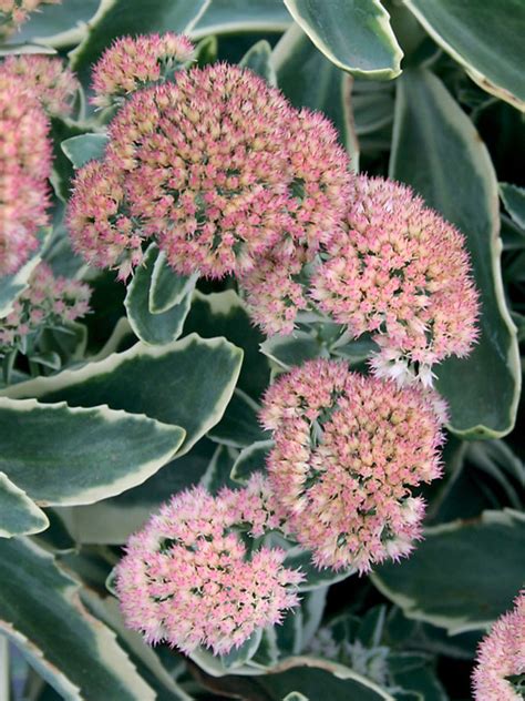 Sedum Autumn Charm Bluestone Perennials