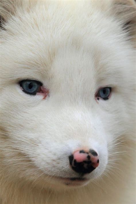 Polar fox stock image. Image of snow, vulpes, nature - 29137193