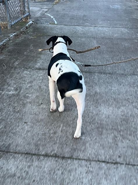 mutant dog? : r/confusing_perspective