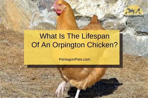 How To Raise And Care For Orpington Chickens Pentagon Pets