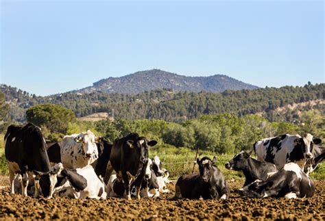 Multan con 300 euros a unos ganaderos por los mugidos de una vaca España