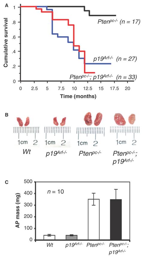 Loss Of P Arf Does Not Accelerate Prostate Tumorigenesis A