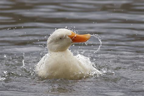 White Duck Splish Splashing While Taking A Bath Smithsonian Photo