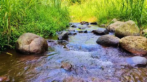 Calming Forest Sounds Birds Chirping Babbling Brook Nature Sounds