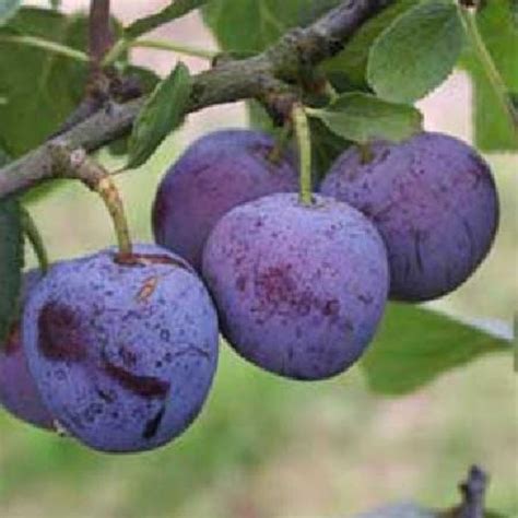 Prunus Domestica Reine Claude Violette Pas Cher Prix Auchan