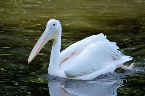 Banco de imagens natureza ao ar livre região selvagem asa animal