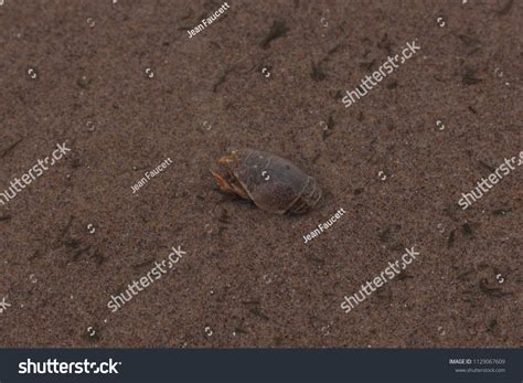 Pacific Mole Crab Stock Photo 1129067609 | Shutterstock