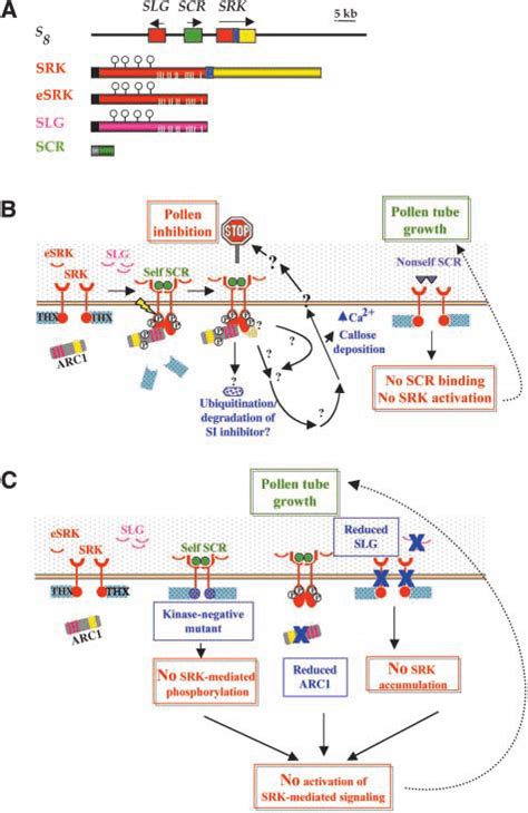 The S Locus Genes Of Crucifers Receptor Ligand Interactions And