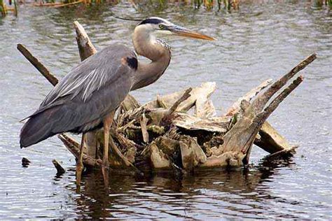 Quintana Roo Flora E Fauna Learnaboutworld