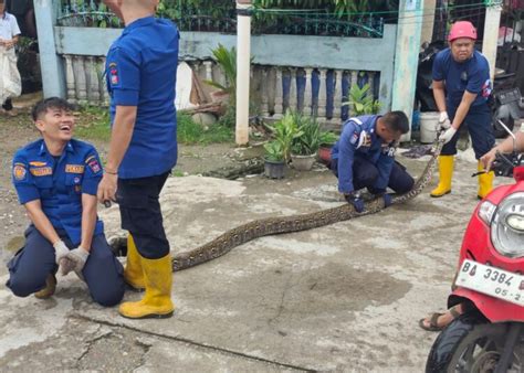 Petugas Damkar Evakuasi Ular Piton Sepanjang 4 Meter Dari Gudang Rumah